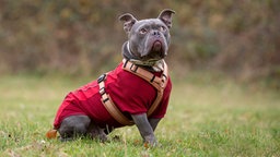 Ein großer grauer Hund mit einem rot-braunen Mantel sitzt auf einer Wiese