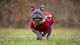 Ein großer grauer Hund mit einem rot-braunen Mantel läuft über eine Wiese