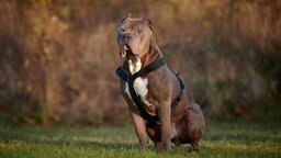 Ein großer braun gestromter Hund mit einem schwarzen Geschirr sitzt auf einer Wiese