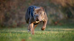 Ein großer braun gestromter Hund springt über eine Wiese