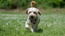 Hund mit beigefarbenem Fell läuft über eine Wiese 