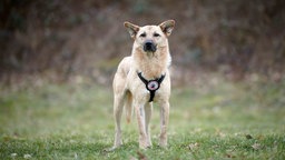 Hund mit beige-braunem Fell steht auf einer Wiese 