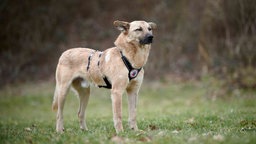 Ein Hund mit beige-braunem Fell steht seitlich auf einer Wiese 