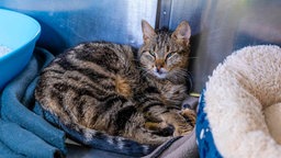 Katze mit getigertem Fell liegt auf einer blauen Decke 