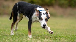 Ein Hund mit dreifarbigem Fell läuft geduckt über eine Wiese 