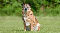 Braun-weißer korpulenter Hund sitzt auf einer Wiese