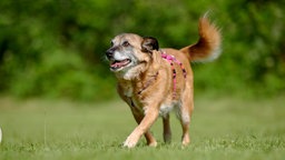 Braun-weißer Hund mit rosa Geschirr läuft über eine Wiese