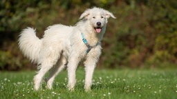 Ein Hund mit wuscheligem weißem Fell steht auf einer Weise 