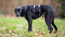 Eine Hündin mit schwarzem Fell auf einer Wiese 