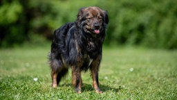 Hund mit dunkelbraunem langem Fell steht auf einer Wiese 