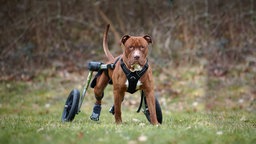 Hund mit Hunderolli auf einer Wiese 