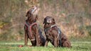 Zwei große, braune Hunde sitzen auf einer Wiese