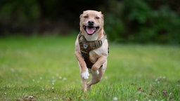 Beiger Hund mit braunem Geschirr springt ausgelassen über eine Wiese