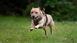 Beiger Hund mit braunem Geschirr läuft über eine Wiese