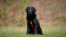 Hund mit schwarzem Fell und rotem Geschirr sitzt auf einer Wiese 