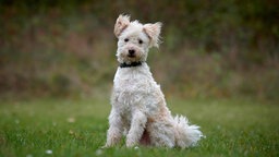 Hund mit weißem zotteligem Fell sitzt auf einer Wiese und schaut in Richtung Kamera 