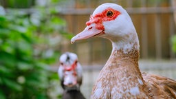 Nahaufnahme einer braun-weißen Ente mit rotem Schnabel