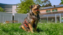 Ein braun-schwarzer Hund mit zotteligem Fell und einem roten Geschirr sitzt hechelnd auf einer Wiese