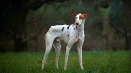 Sehr dünner Hund mit weißem Fell und braunen Flecken steht auf einer Wiese 