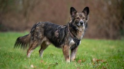 Großer schwarz-brauner Hund steht seitlich auf einer Wiese