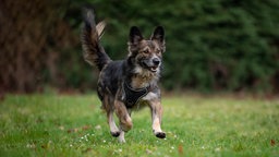 Großer schwarz-brauner Hund mit schwarzem Geschirr läuft hechelnd über eine Wiese