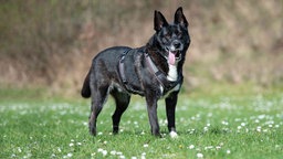 Hund mit schwarzem Fell und weißen Flecken steht hechelnd auf einer Wiese 