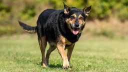 Ein Hund mit schwarz-braunem Fell läuft hechelnd über eine Wiese 