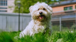 Ein kleiner weißer Hund mit wuscheligem Fell sitzt auf einer Wiese und hechelt