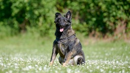 Ein schwarz-brauner Hund sitzt auf einer Wiese