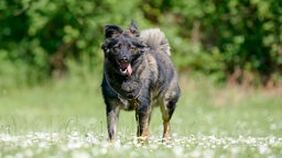 Ein schwarz-brauner Hund steht hechelnd auf einer Wiese