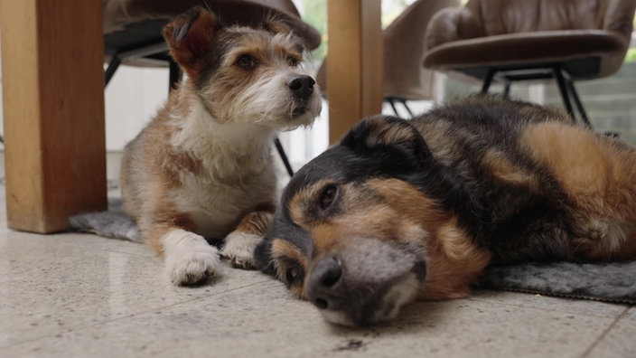 Zwei Hunde liegen auf dem Boden, links ein kleiner braun-weißer Terrier und rechts ein großer braun-schwarzer Hund