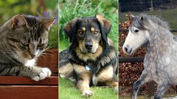 Montage Hund / Katze / Pferd