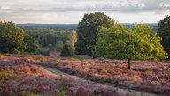 Wahner Heide.