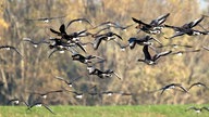 Gänse fliegen über der Bislicher Insel.