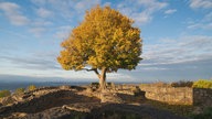 Baum mit Aussicht an der Löwenburg im Siebengebirge.