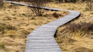 Ein Holzsteg windet sich durch das Hochmoor "Hohes Venn".