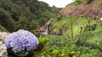 Blau-violette Hortensienblüte und Farne im Vordergrund, dahinter hügelige Landschaft mit Wald und Wasserfall