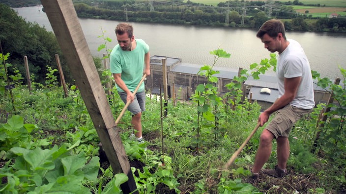 Daniel Aßmann und Elias Sturm arbeiten am Weinhang