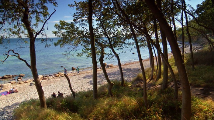 Blick durch Bäume über Kiesstrand auf das Meer