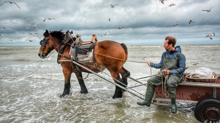 Daniel Aßmann sitzt beim traditionellen Krabbenfischen auf einem Pferdewagen am Strand von Oostduinkerke