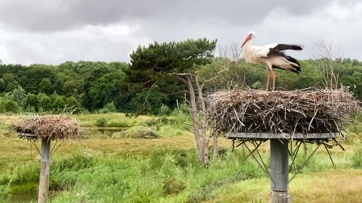 Storch steht auf seinem Nest inmitten einer Naturlandschaft