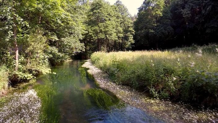 Flusslandschaft mit Bäumen und Wiese