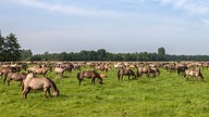 Wildpferde auf einer Weide, im Hintergrund Wald