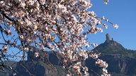 Rosa Mandelblüten vor dem Berggipfel Roque Nublo, dem Wahrzeichen Gran Canarias 