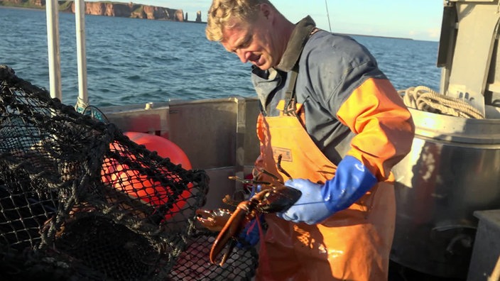 Hummerfischer Sven Köhn steht auf einem Boot und hält einen Hummer in der Hand