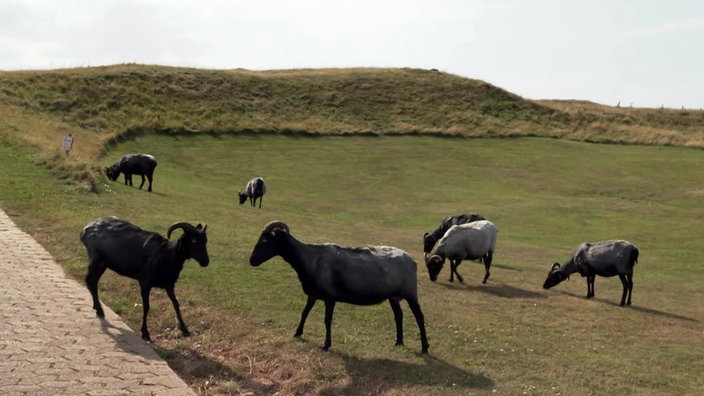 Mehrere Heidschnucken weiden auf einer Wiese