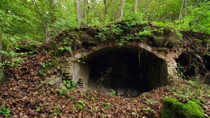 Mauerreste im Wald, von Grünpflanzen überwuchert