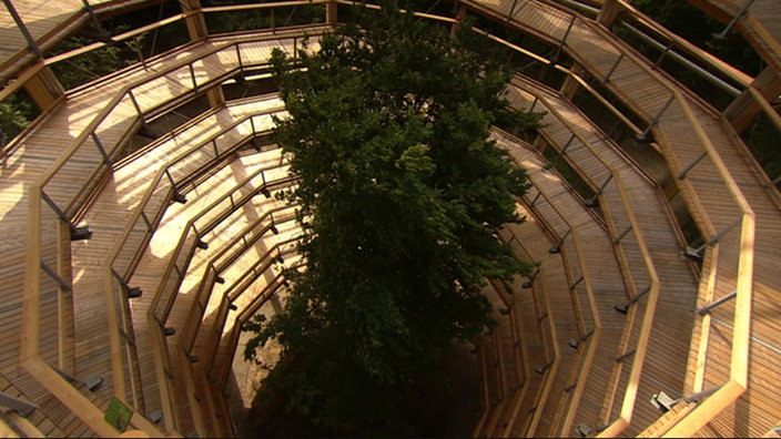 Runder Holzsteg führt in mehreren ansteigenden Windungen um einen Baum