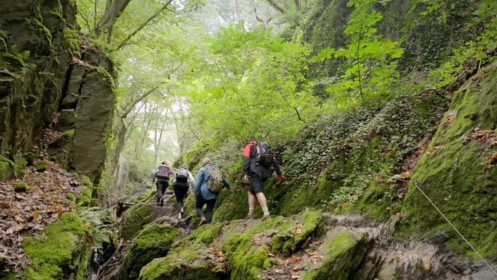 Wandergruppe auf einem schmalen Wandersteig im Wald