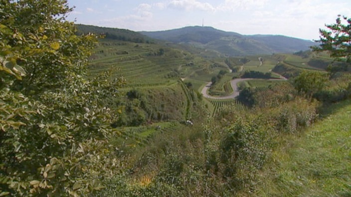 Ein Tal mit Weinstöcken im Schwarzwald